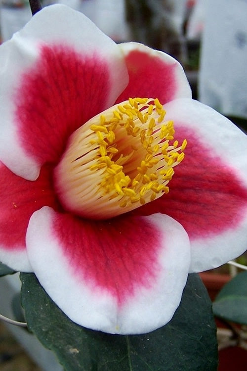 Camellia japonica ‘Tama No Ura’