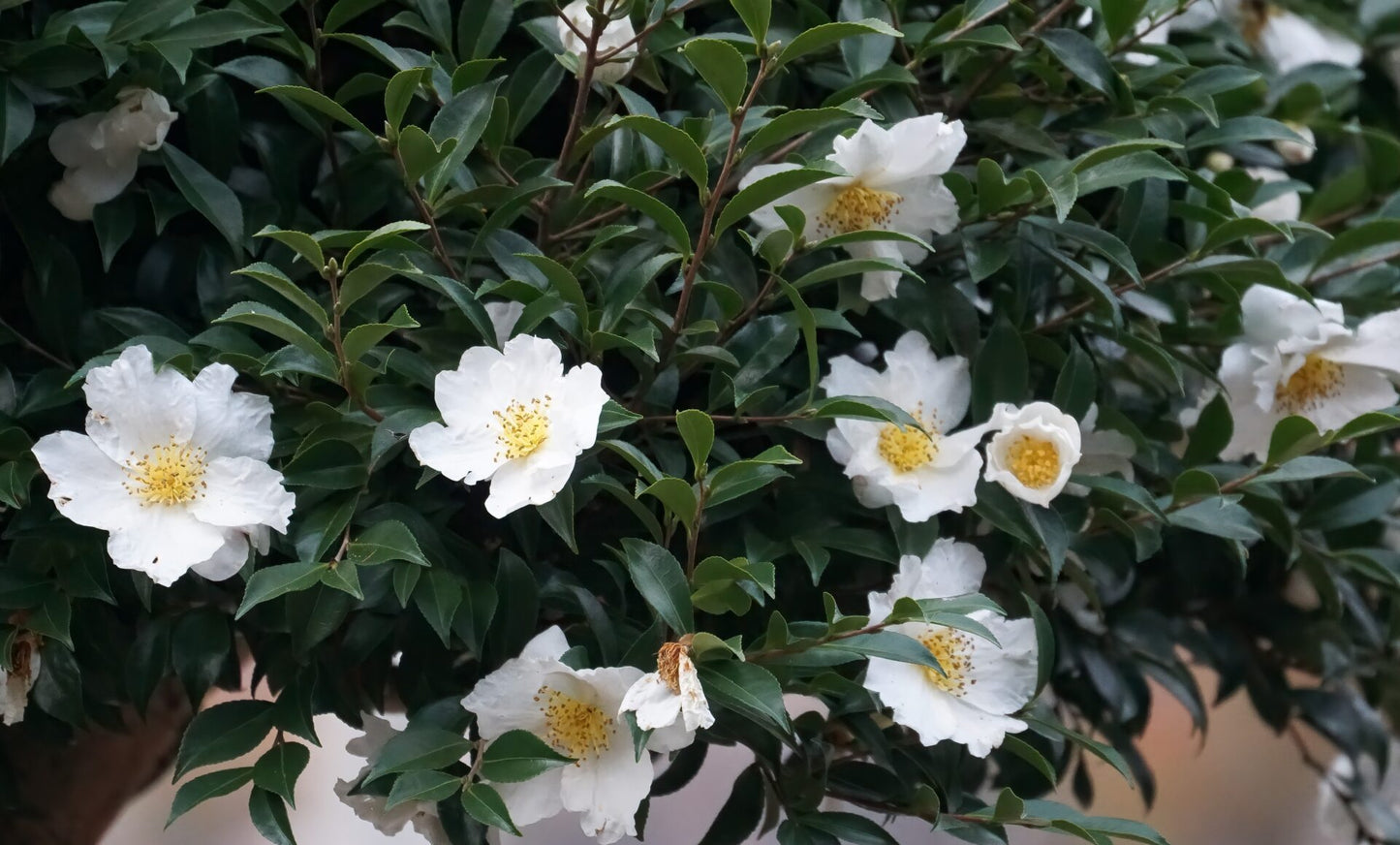 Camellia Sasanqua ‘Setsugekka’