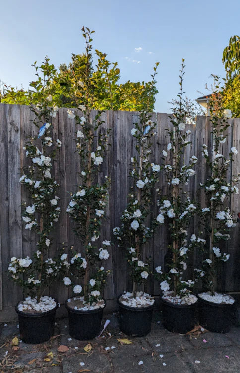 Camellia Sasanqua ‘Slimline Avalanche’ (Slimline Avalanche Camellia)