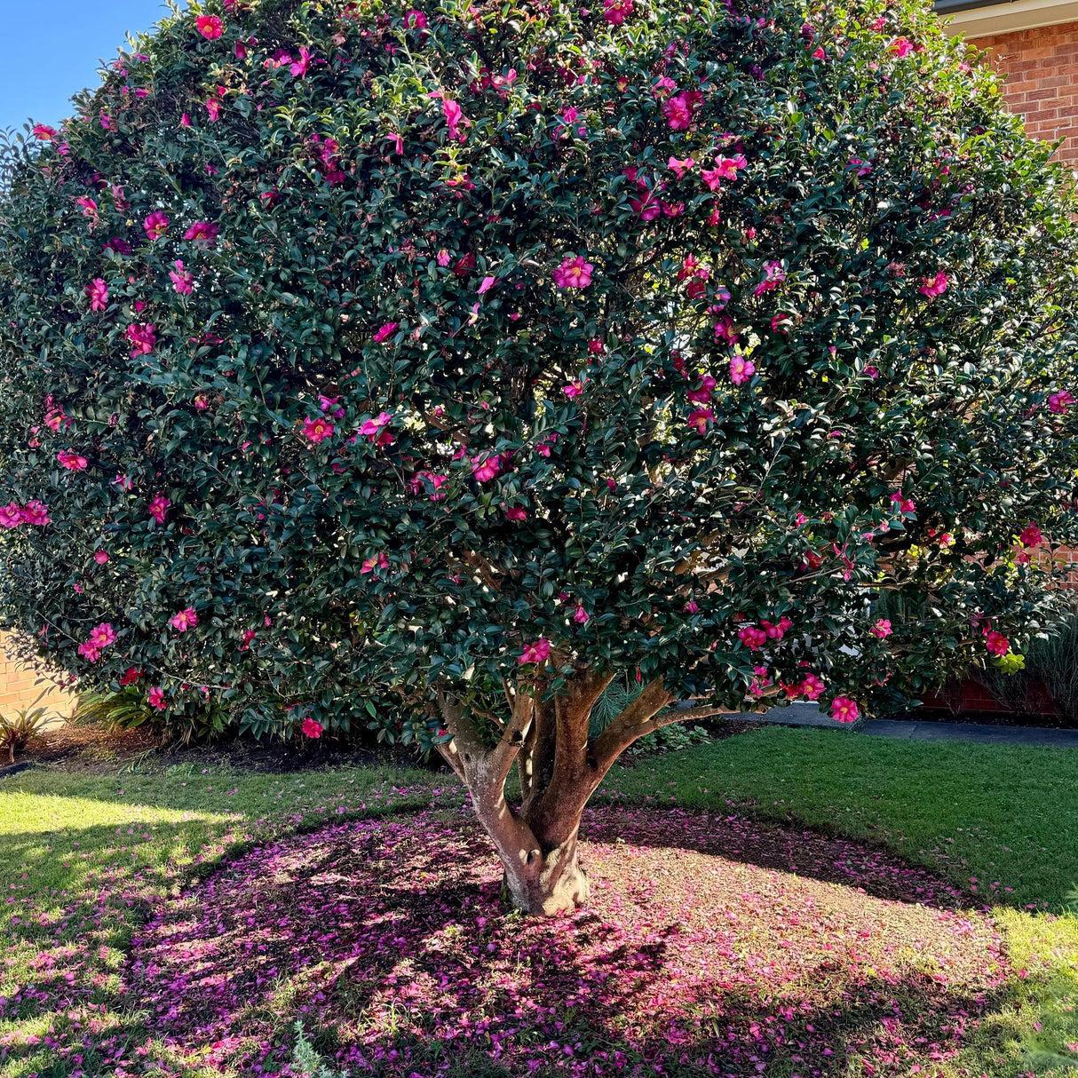 Camellia Hiemalis ‘Hiryu’ (Hiryu Sasanqua Camellia)