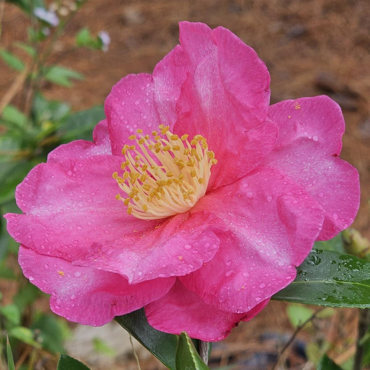 Camellia Hiemalis ‘Hiryu’ (Hiryu Sasanqua Camellia)