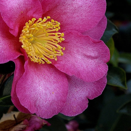 Camellia Hiemalis ‘Hiryu’ (Hiryu Sasanqua Camellia)