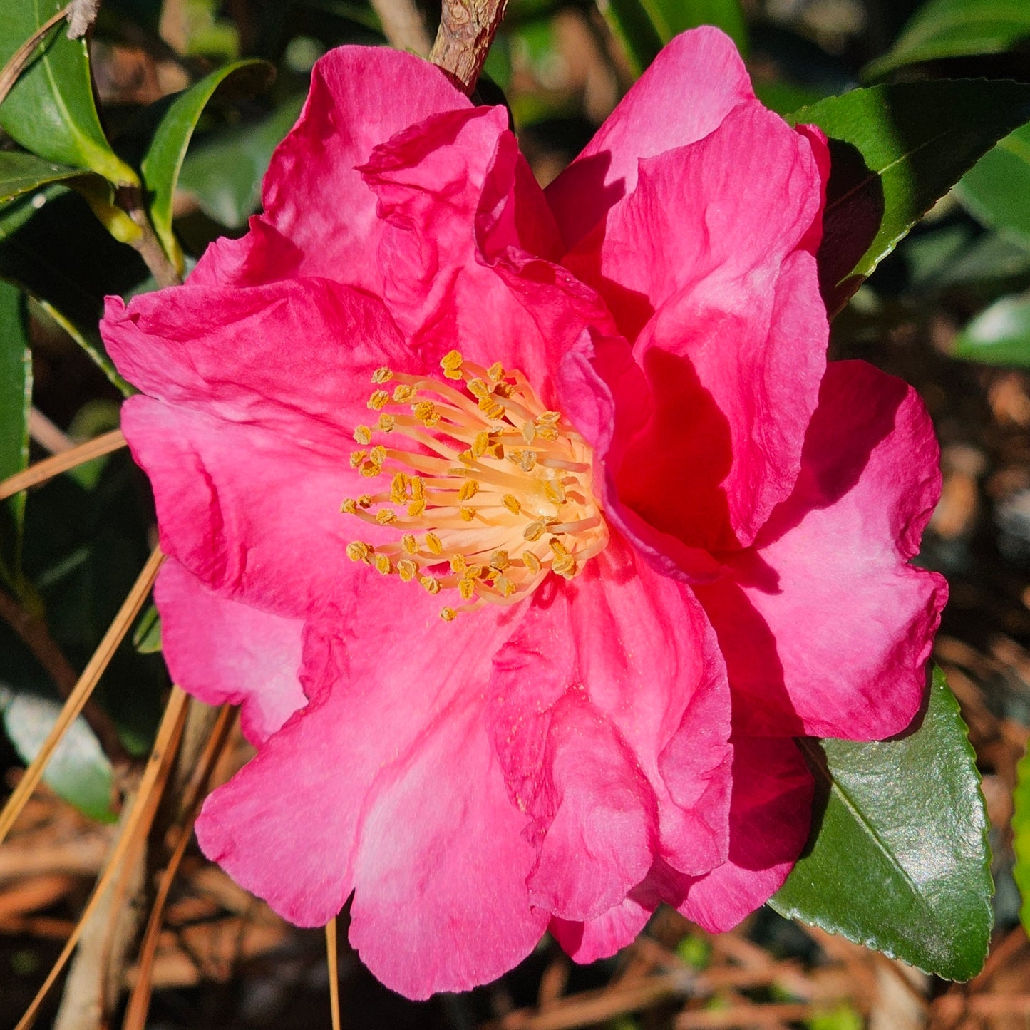 Camellia hiemalis ‘Hiryu’ (Sasanqua Hiryu Camellia)