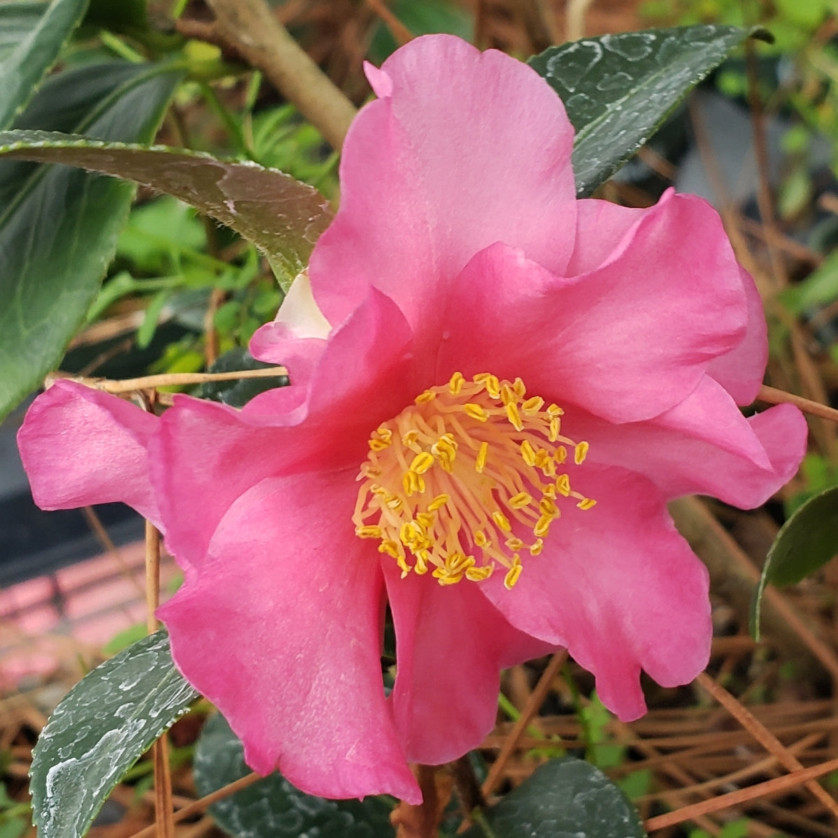 Camellia hiemalis ‘Hiryu’ (Sasanqua Hiryu Camellia)