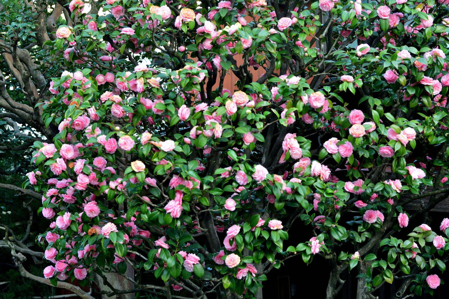 Camellia Japonica ‘Fran Honeyer’ (Fran Honeyer Japanese Camellia)