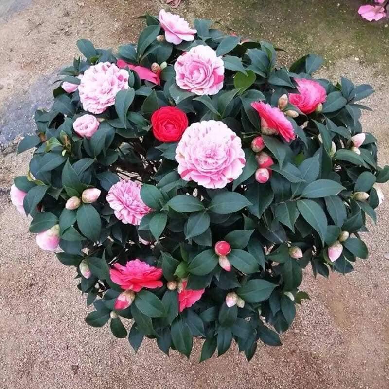 Camellia Japonica ‘Fran Honeyer’ (Fran Honeyer Japanese Camellia)