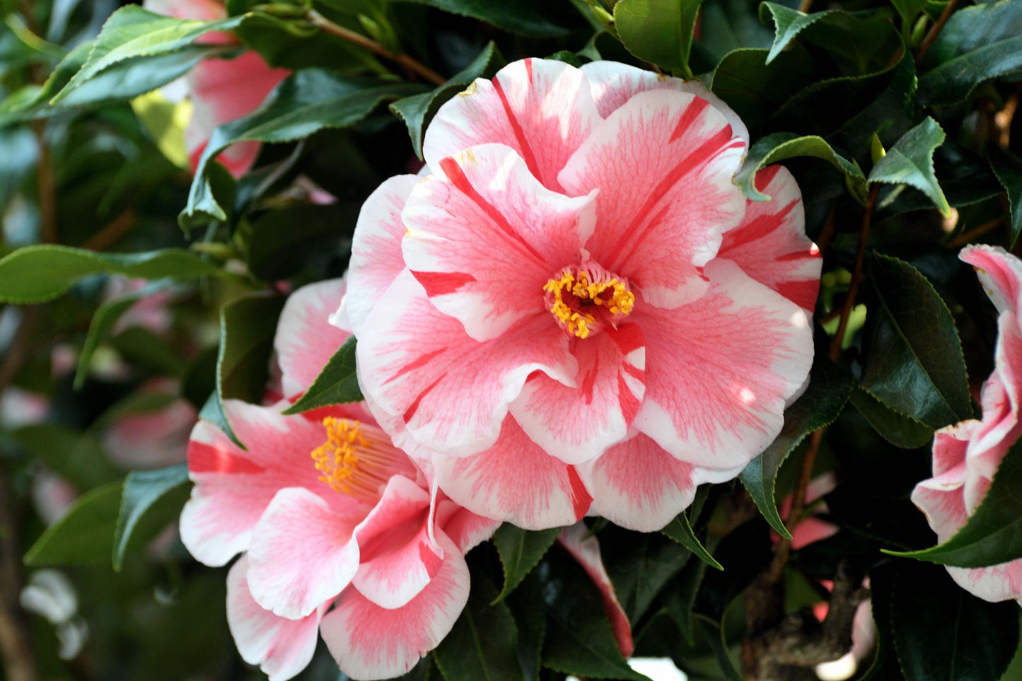 Camellia Japonica ‘Fran Honeyer’ (Fran Honeyer Japanese Camellia)
