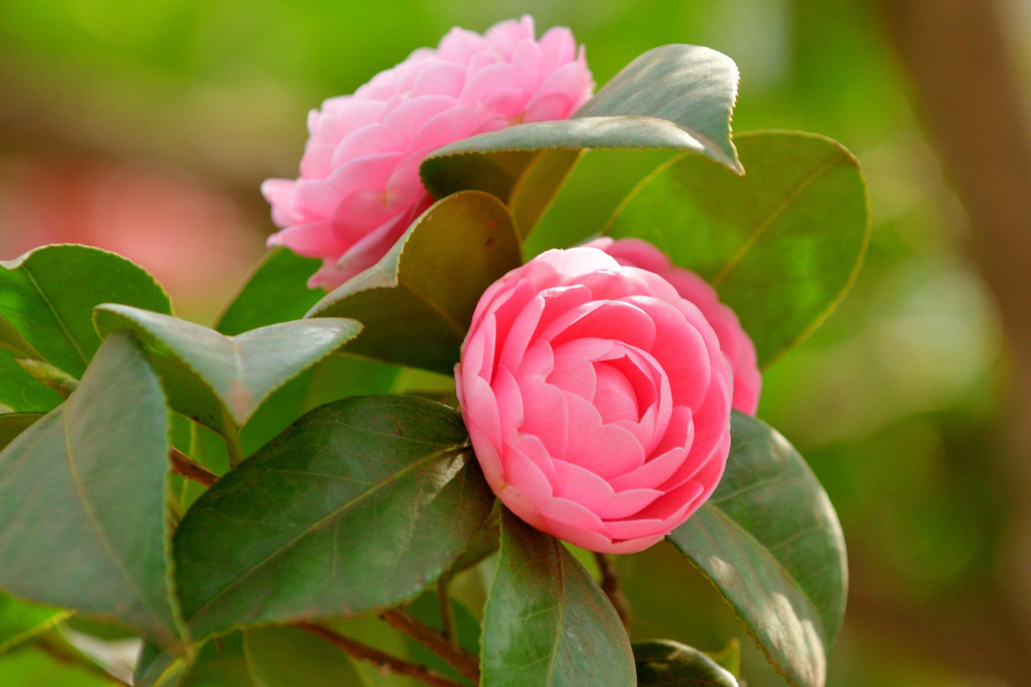 Camellia Japonica ‘Fran Honeyer’ (Fran Honeyer Japanese Camellia)