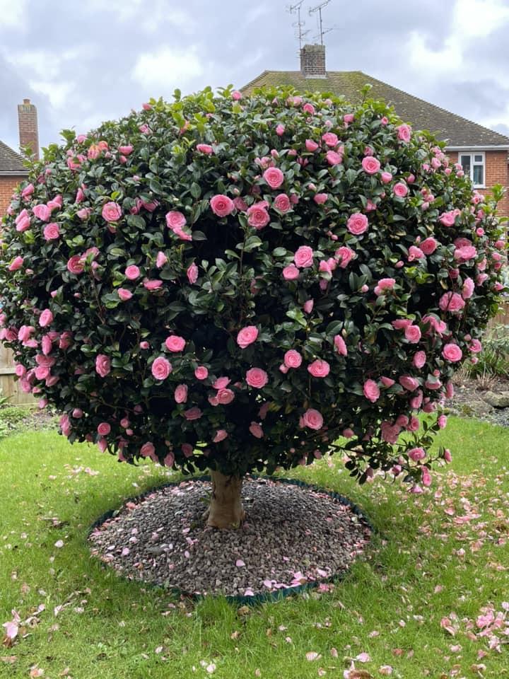 Camellia Japonica ‘Betty Ridley’ (Betty Ridley Camellia Balls)