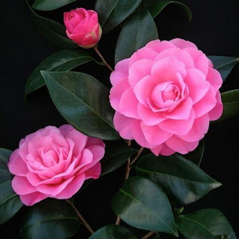 Camellia Japonica ‘Betty Ridley’ (Betty Ridley Camellia Balls)