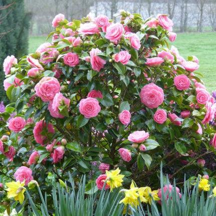 Camellia Japonica ‘Betty Ridley’ (Betty Ridley Camellia Balls)