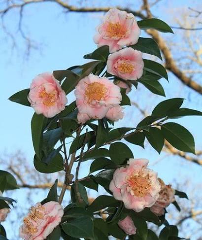 Camellia Japonica ‘CM Wilson’ (CM Wilson Japanese Camellia Balls)