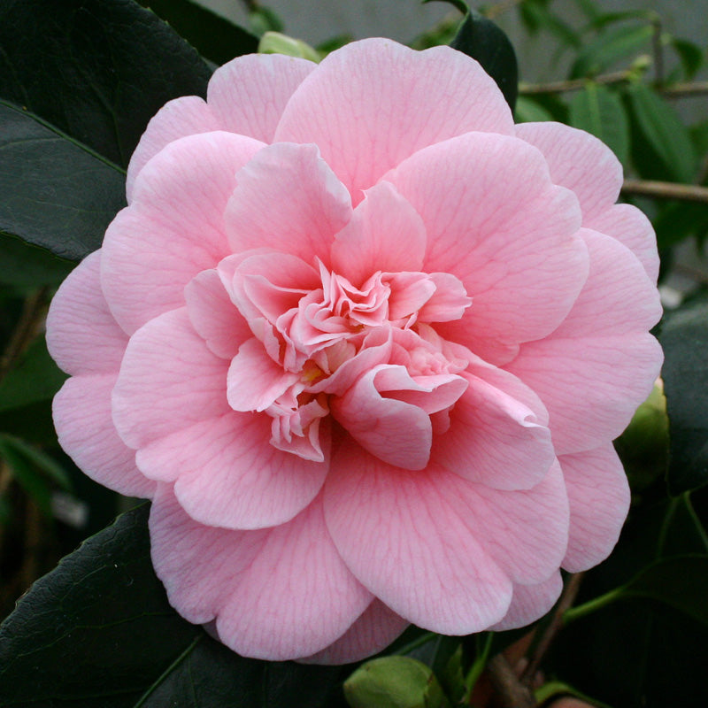 Camellia Japonica ‘CM Wilson’ (CM Wilson Japanese Camellia Balls)