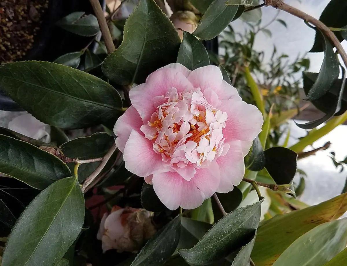 Camellia Japonica ‘CM Wilson’ (CM Wilson Japanese Camellia Balls)