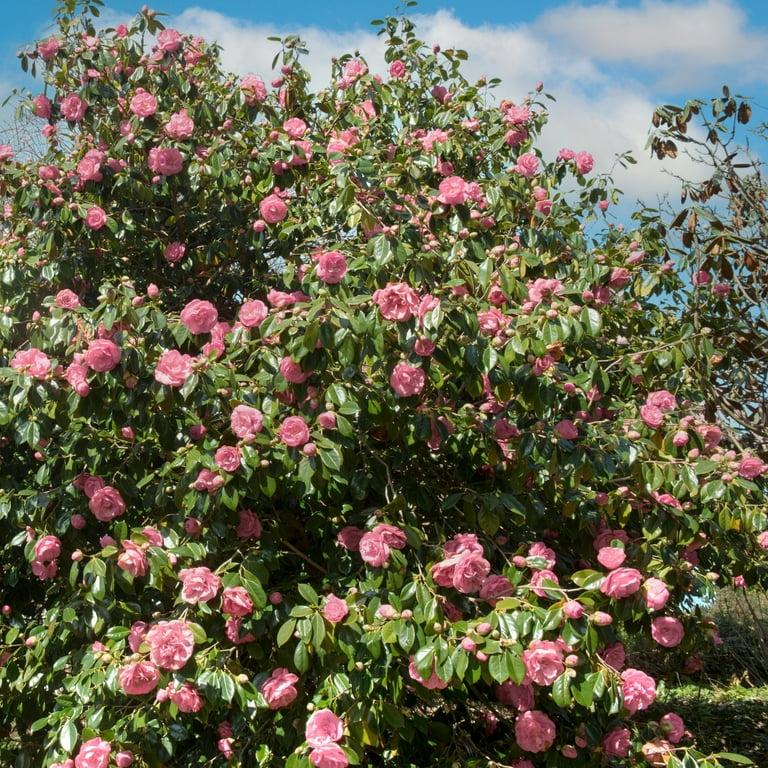 Camellia Japonica ‘High Fragrance’ (High Fragrance Camellia)