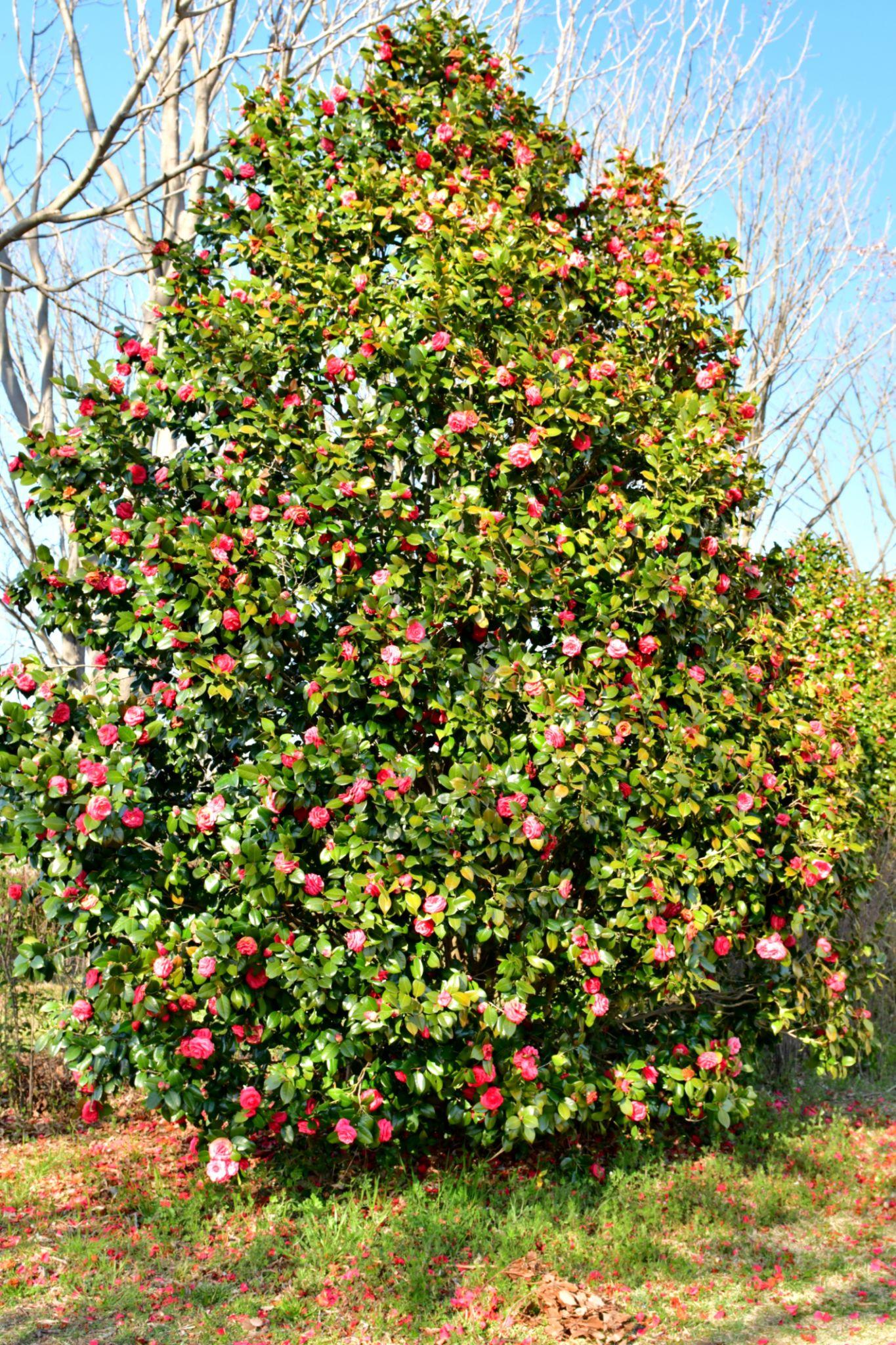 Camellia Japonica ‘Man Size’ (Man Size Japanese Camellia)