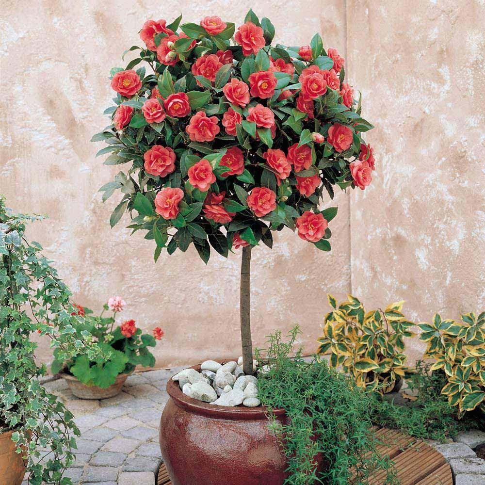 Camellia Japonica ‘Man Size’ (Man Size Japanese Camellia)