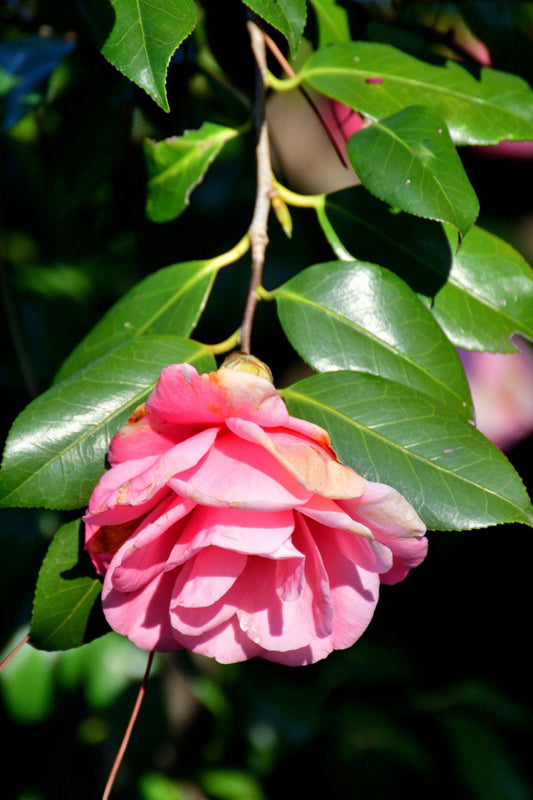 Camellia Japonica ‘Man Size’ (Man Size Japanese Camellia)