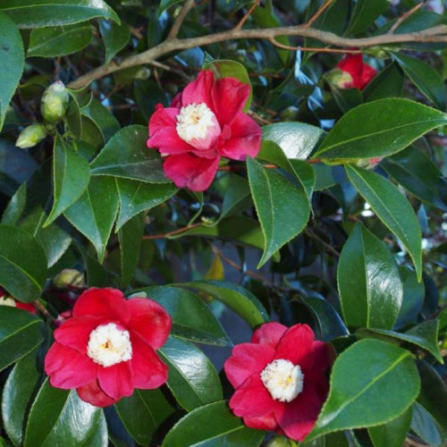 Camellia Japonica ‘Tinsie’ (Tinsie Camellia)