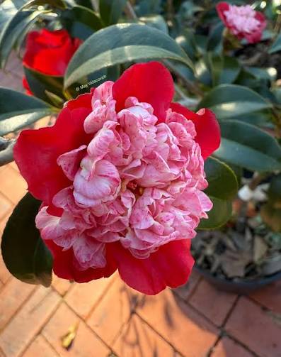 Camellia Japonica ‘Tinsie’ (Tinsie Camellia)