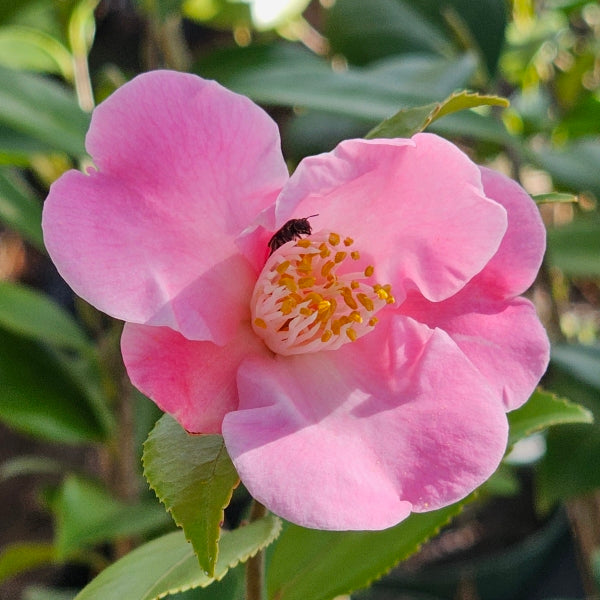 Camellia ‘Koto no Kaori’