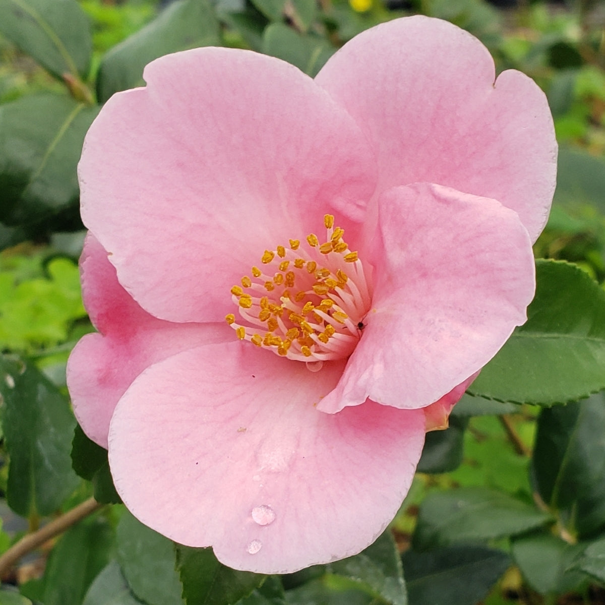Camellia ‘Koto no Kaori’