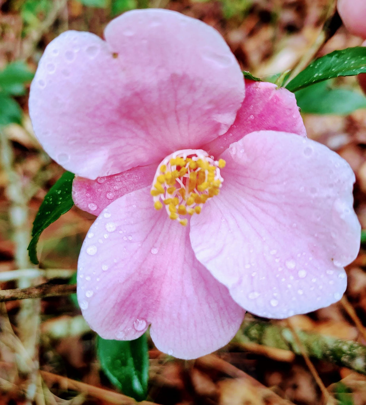 Camellia ‘Koto No Kaori’ (Koto No Kaori Camellia)