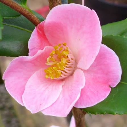 Camellia ‘Minato No Akebono’ (Minato No Akebono Camellia)