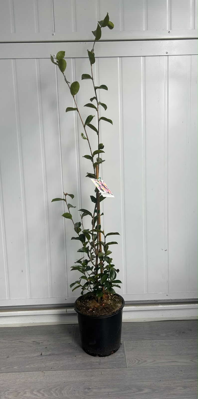 Camellia Sasanqua ‘Plantation Pink’ (Plantation Pink Camellia) CLEARANCE