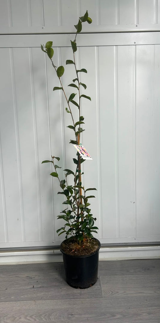 Camellia Sasanqua ‘Plantation Pink’ (Plantation Pink Camellia) CLEARANCE