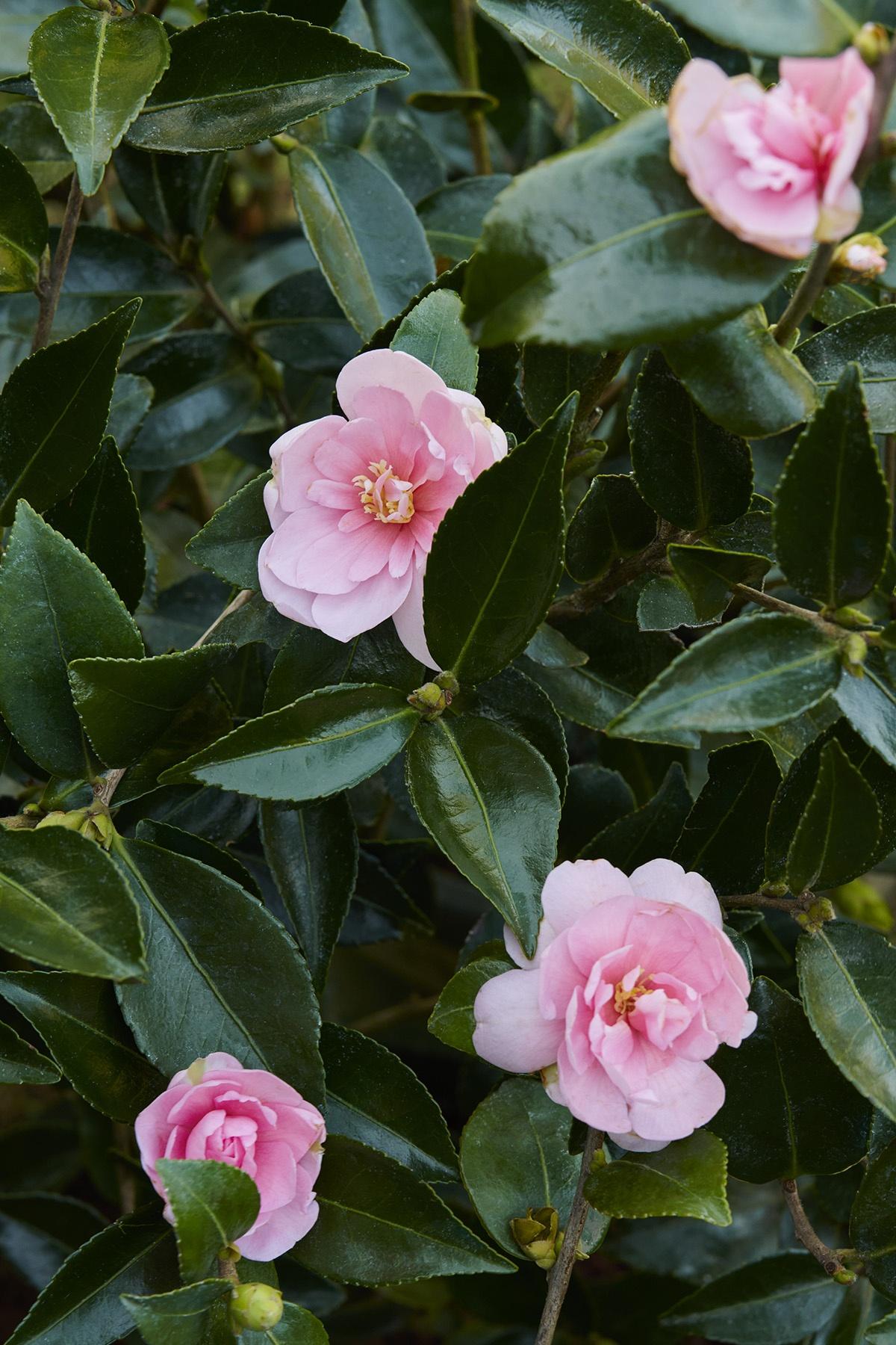Camellia Sasanqua 'Marie Young' (Sasanqua Camellia)