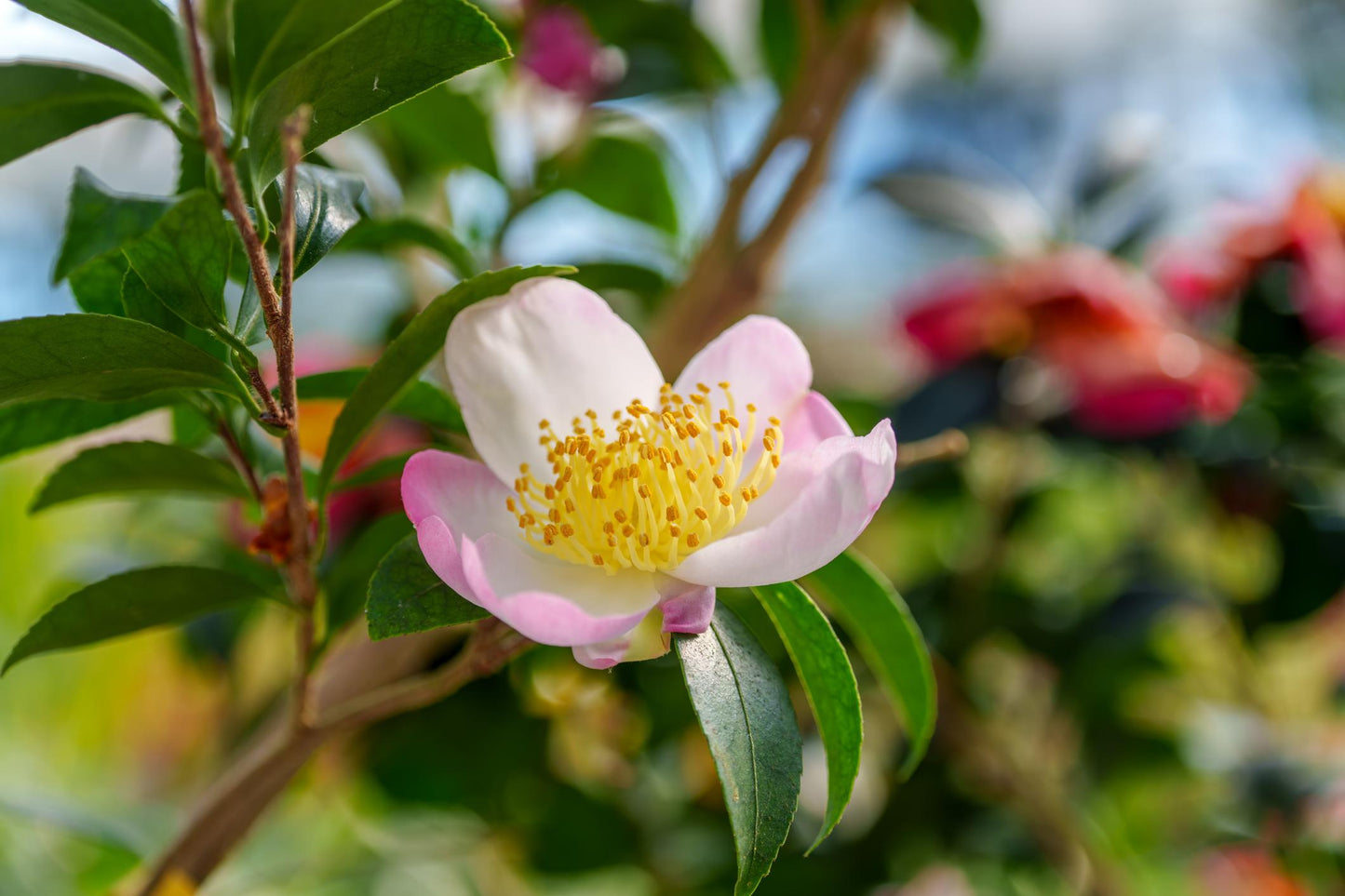 Camellia Sasanqua 'Marie Young' (Sasanqua Camellia)