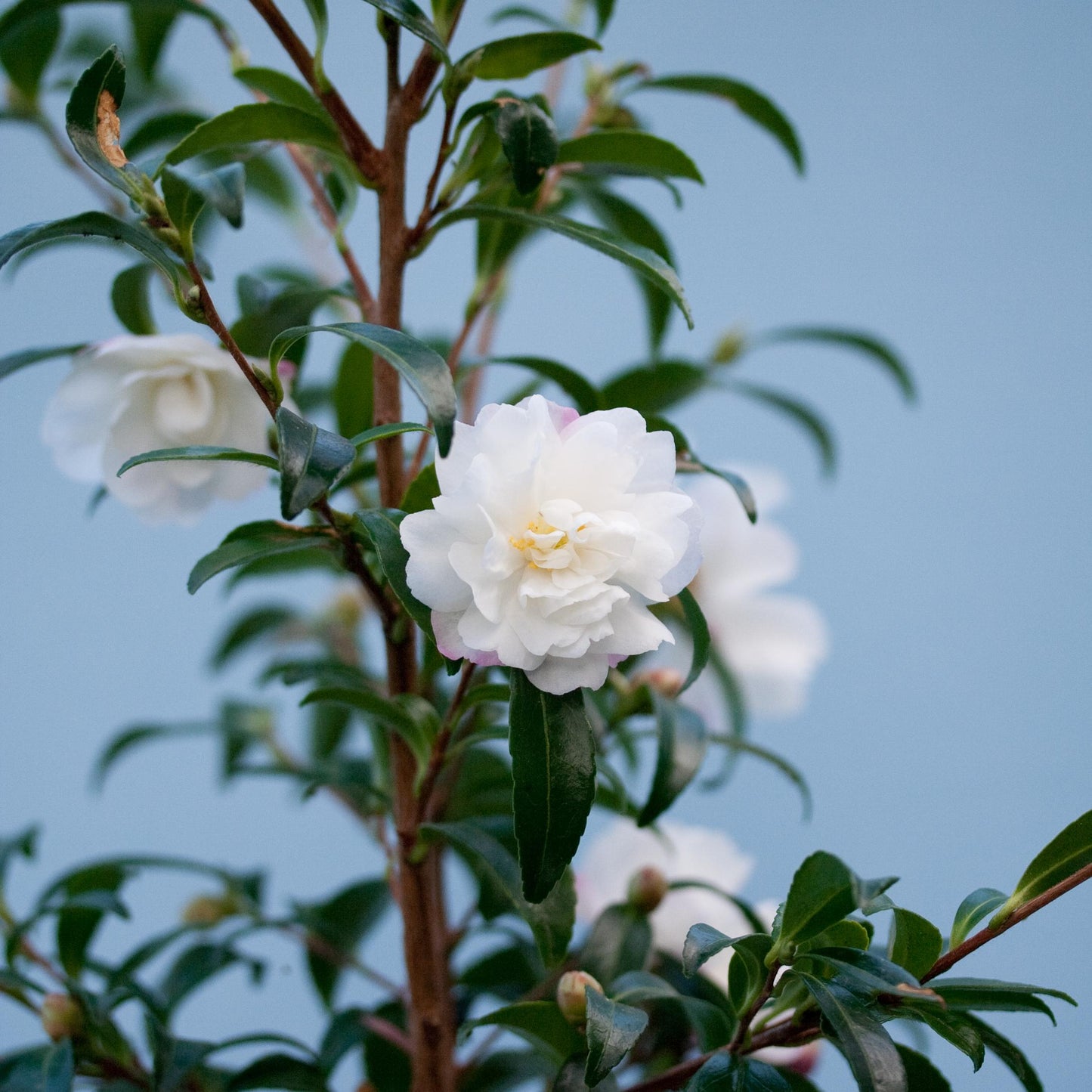 Camellia Sasanqua 'Paradise Little Liane'