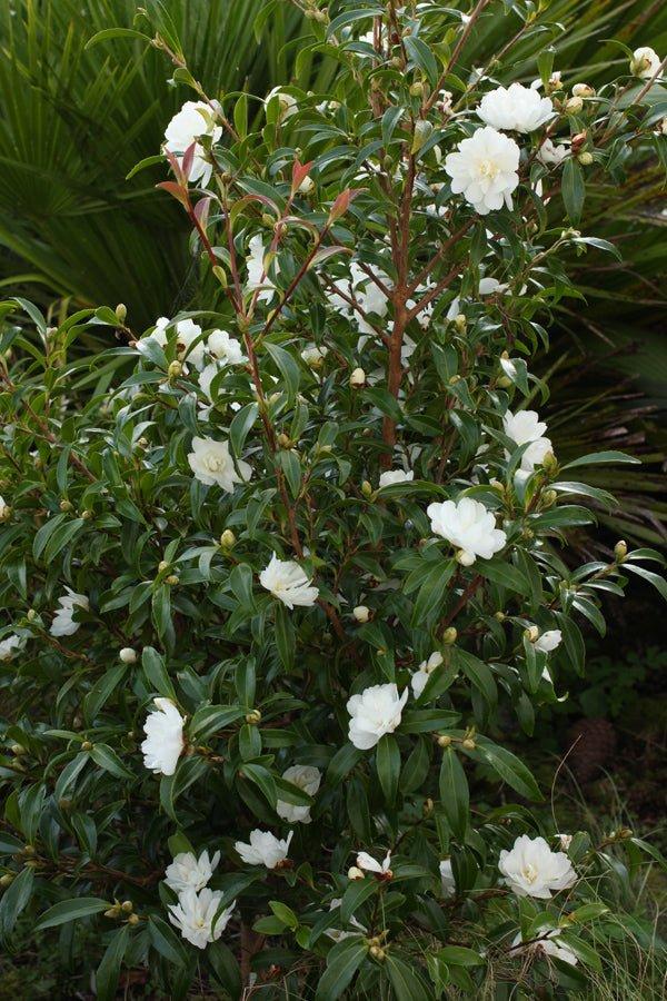 Camellia Sasanqua 'Paradise Little Liane'