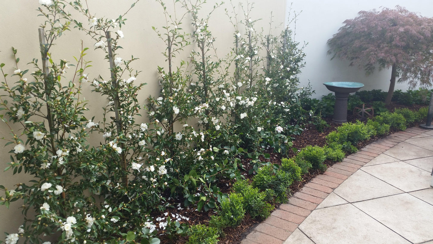Camellia Sasanqua 'Paradise Little Liane'