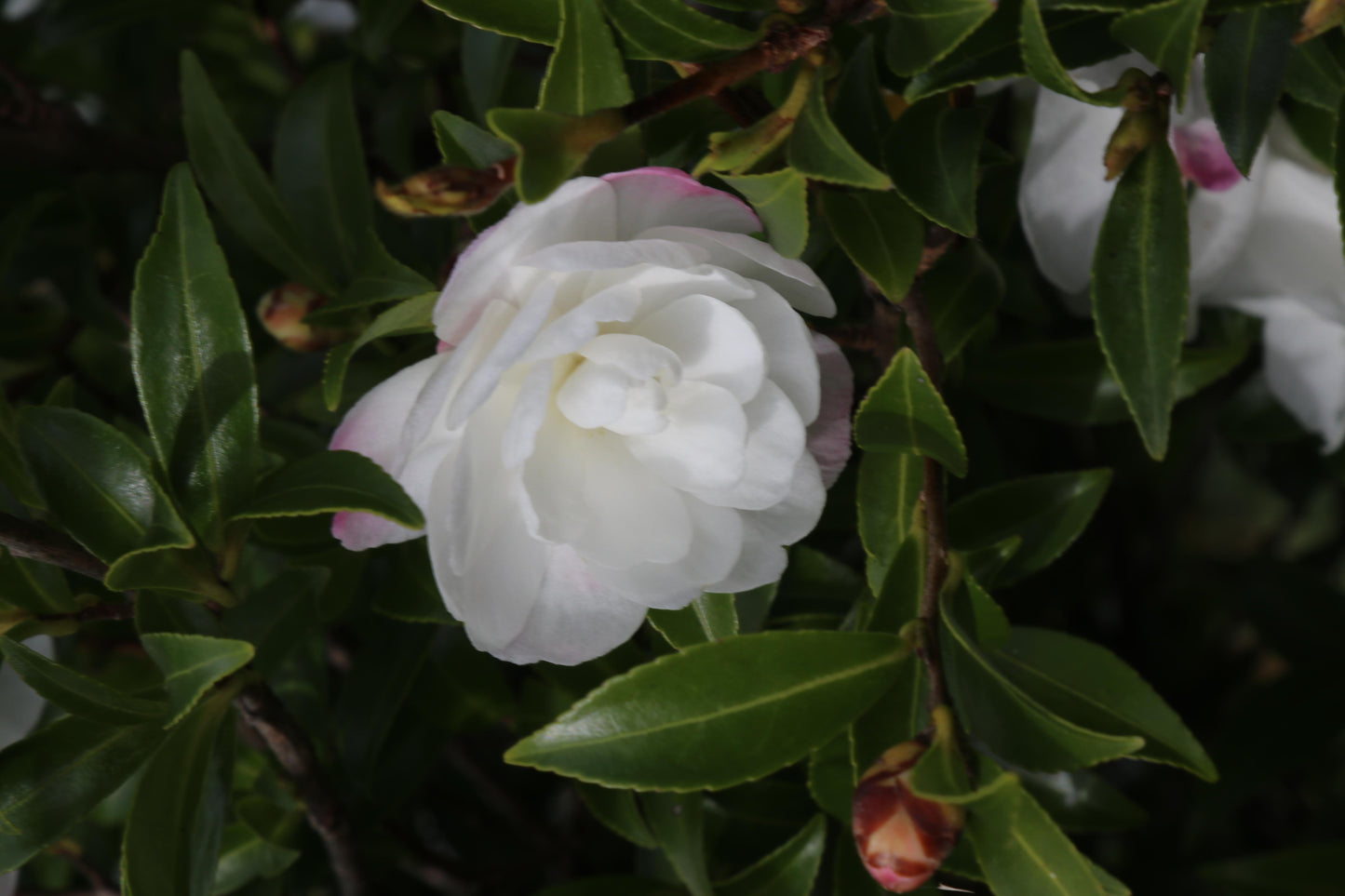 Camellia Sasanqua 'Paradise Little Liane'