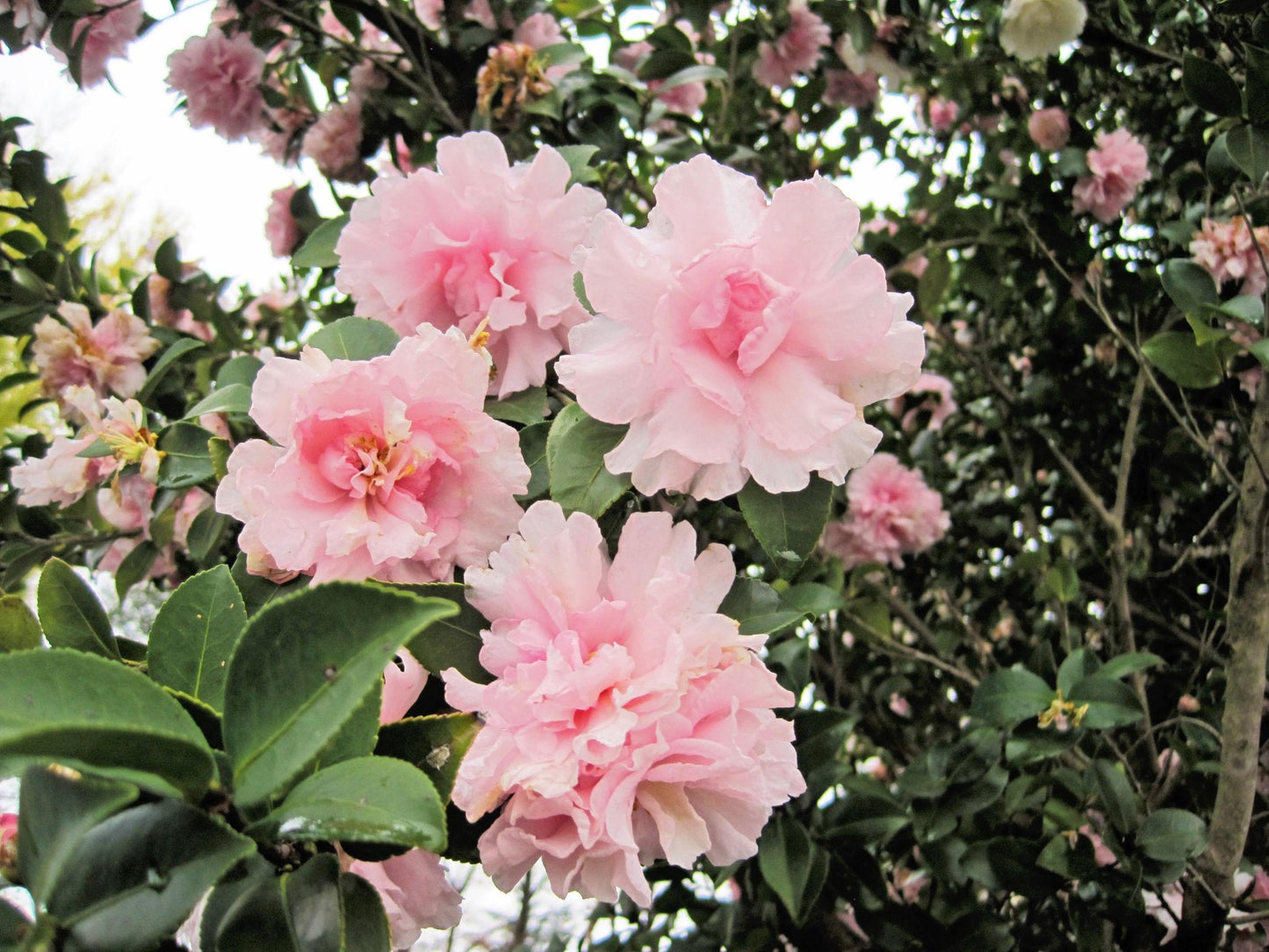 Camellia Sasanqua 'Paradise Little Liane'