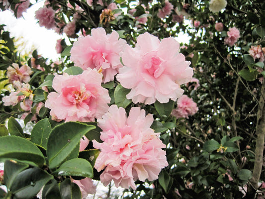 Camellia Sasanqua 'Paradise Little Liane'
