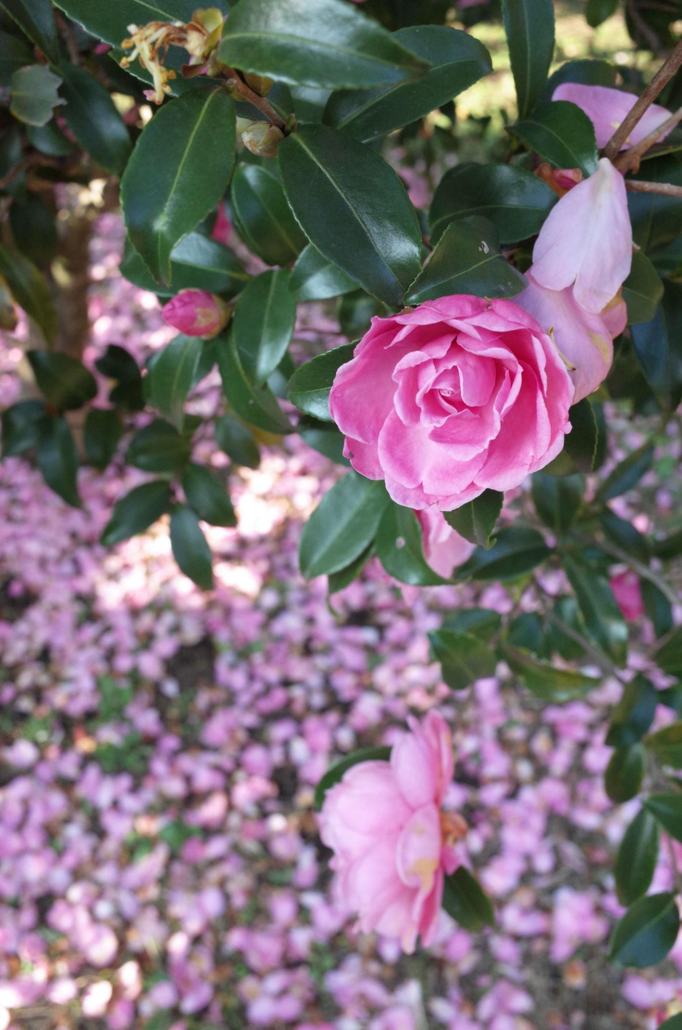 Camellia Sasanqua 'Paradise Little Liane'