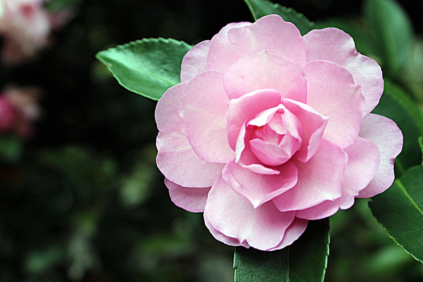 Camellia Sasanqua 'Paradise Little Liane'