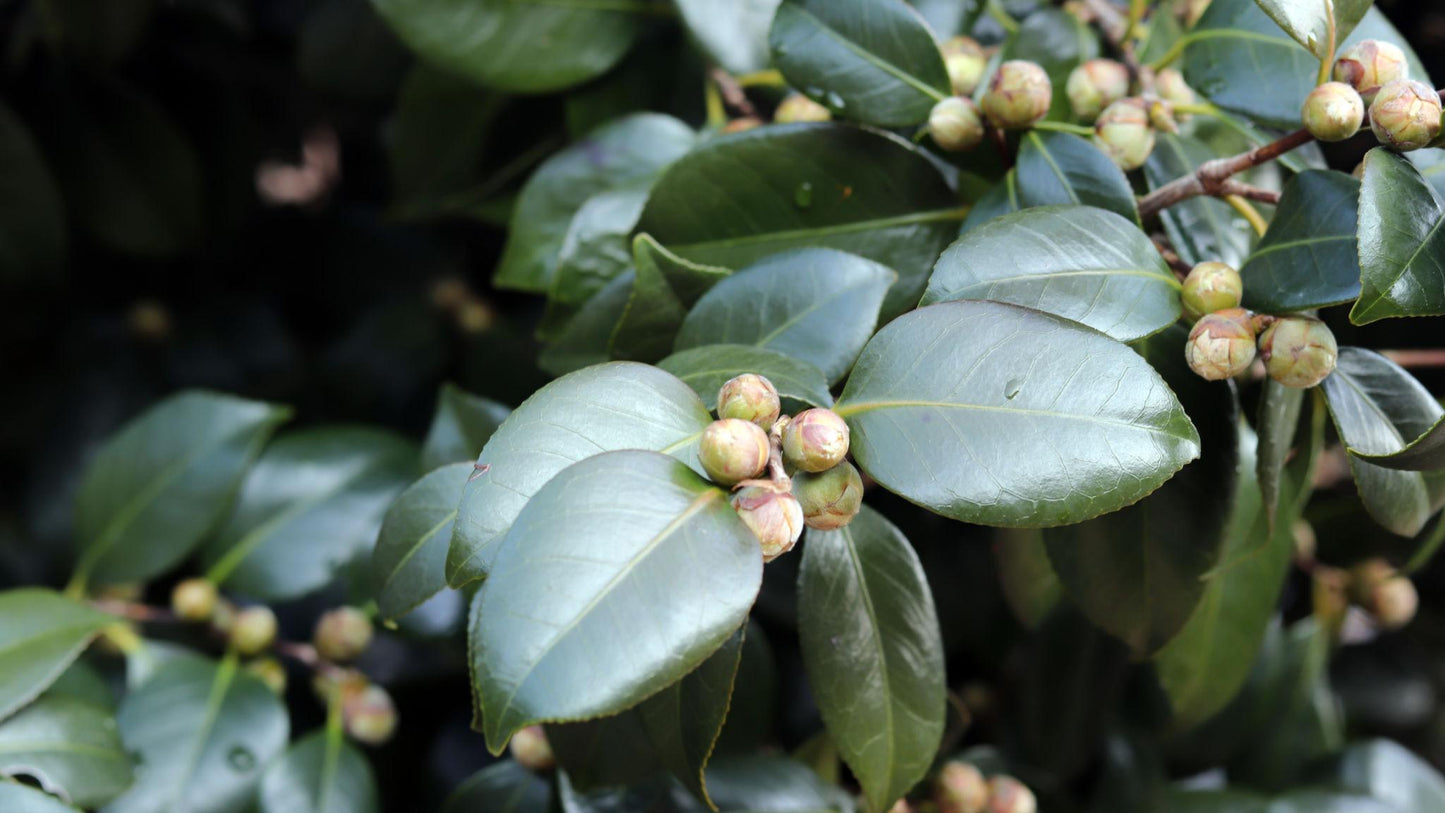 Camellia Sasanqua 'Paradise Little Liane'