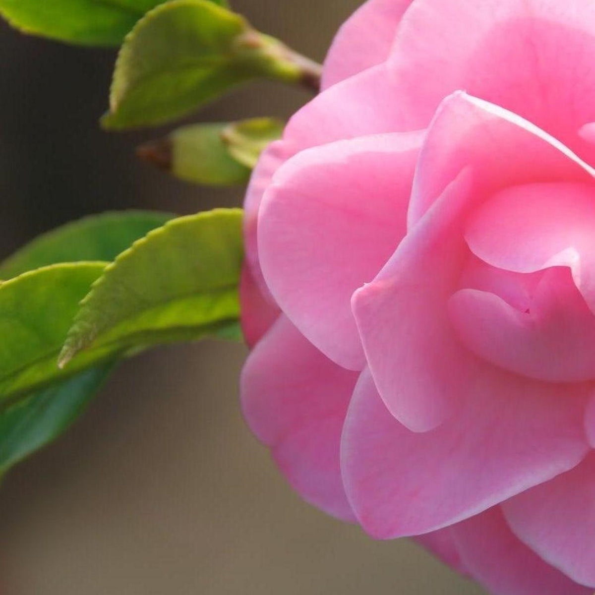 Camellia Sasanqua ‘Shell Pink’ (Shell Pink Camellia)