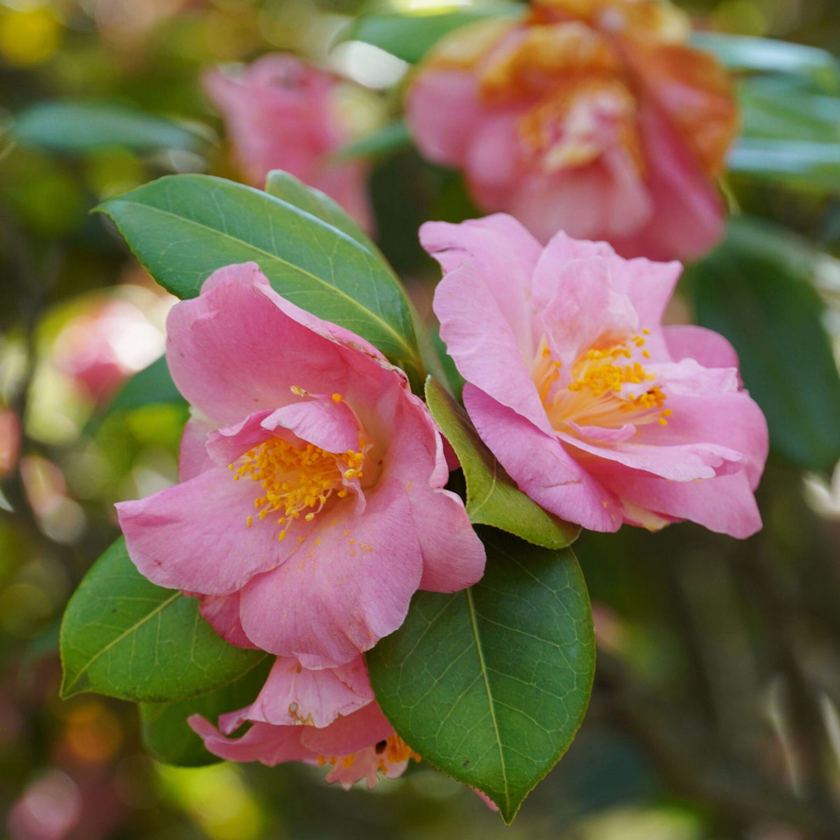 Camellia Sasanqua ‘Shell Pink’ (Shell Pink Camellia)
