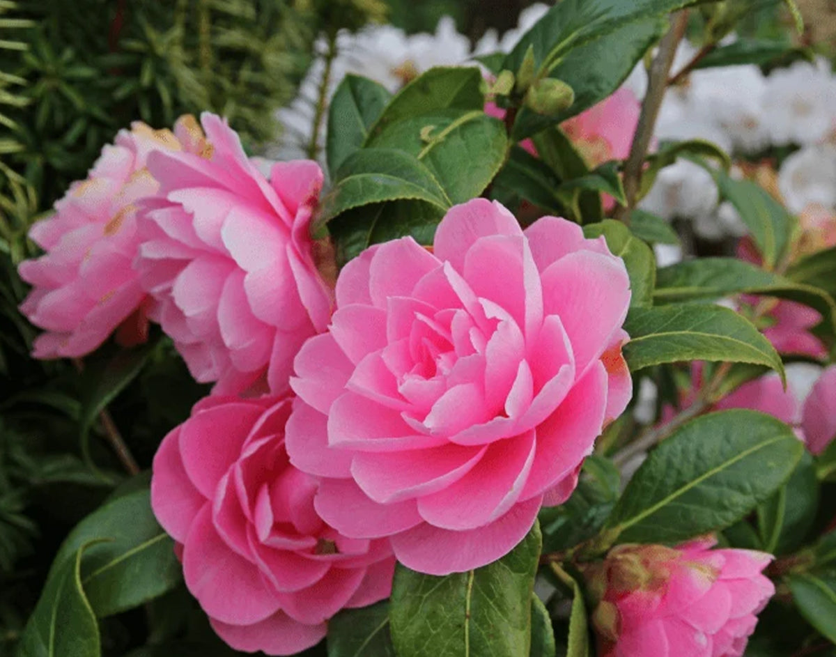 Camellia Sasanqua ‘Shell Pink’ (Shell Pink Camellia)
