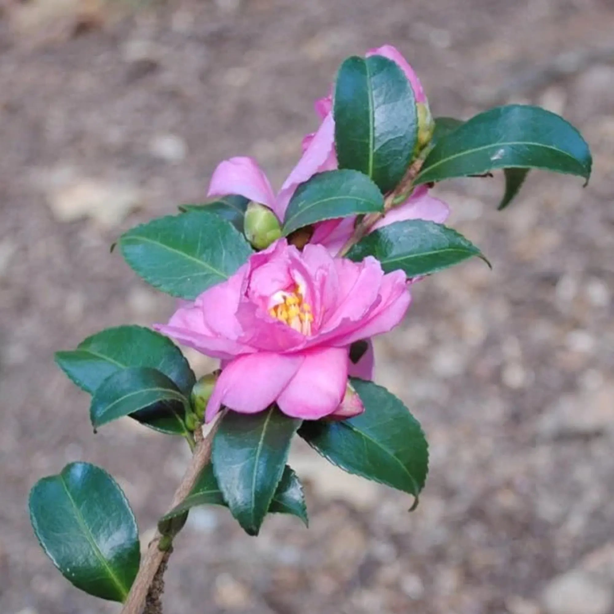 Camellia Sasanqua ‘Sidonie Megan’ (Sidonie Megan Camellia)