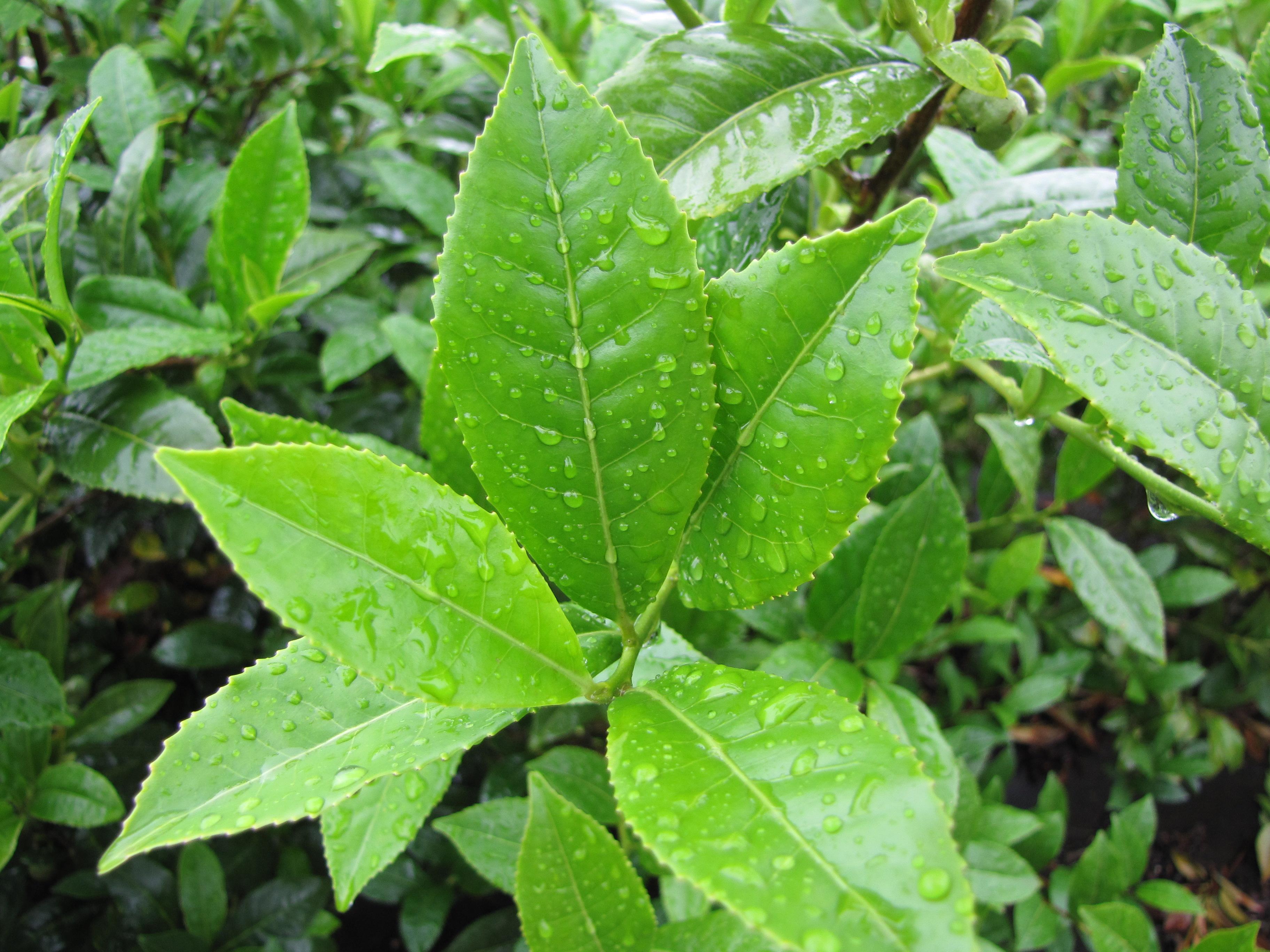 Camellia Sinensis ‘Tea Time’ (Tea Plant)