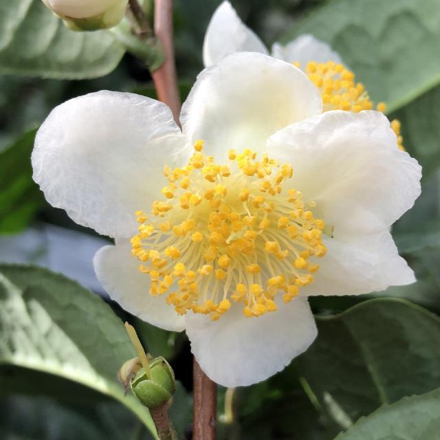 Camellia Sinensis ‘Tea Time’ (Tea Plant)