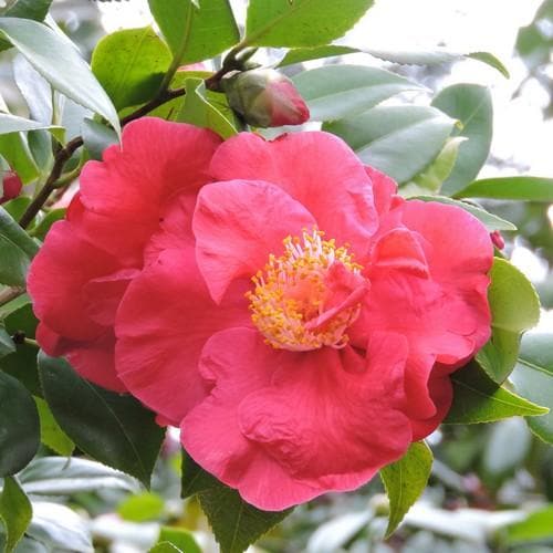 Camellia japonica ‘Dr King’ (Japanese Camellia)