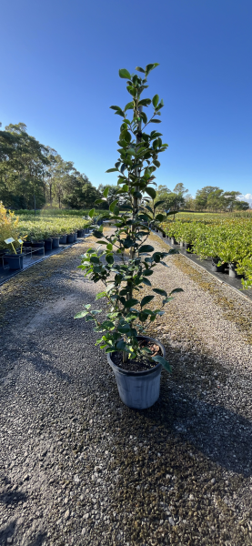 Camellia Sasanqua 'Plantation Pink'