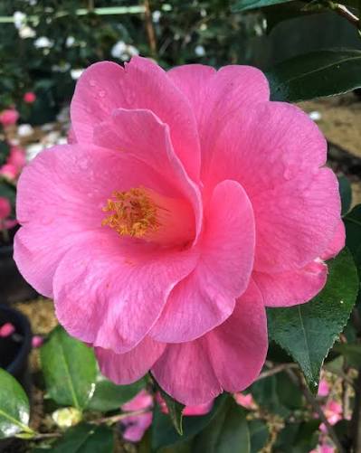 Camellia ‘Waltz Time’ (Waltz Time Camellia)